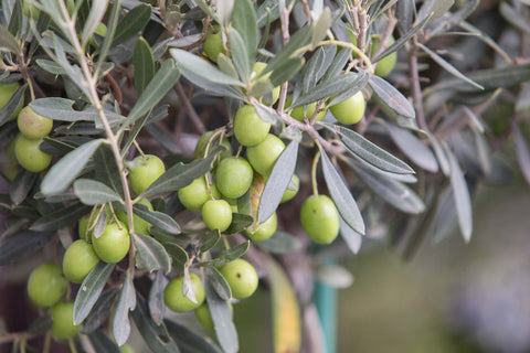 Olive Leaves