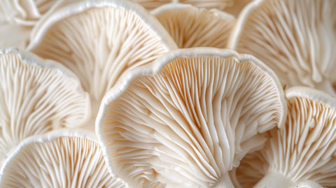 Albatrellus Mushroom